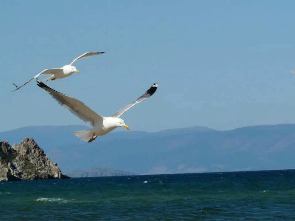 Две Чайки над морем. Чайки над водой. Море, Чайки. Чайки над волной.