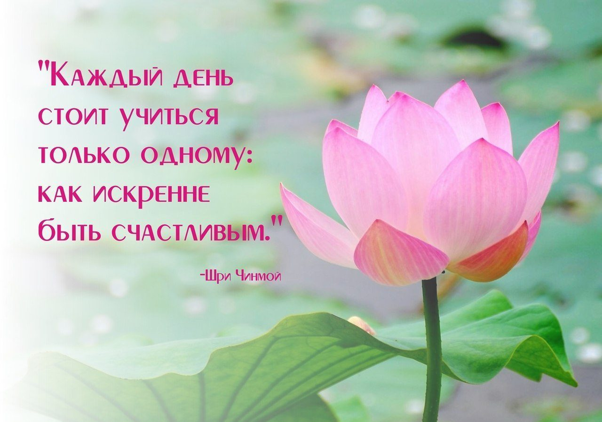 Цветок счастья стихи. Высказывания про Лотосы. С днем рождения Лотос. Открытка с лотосом. Цветок мудрости.