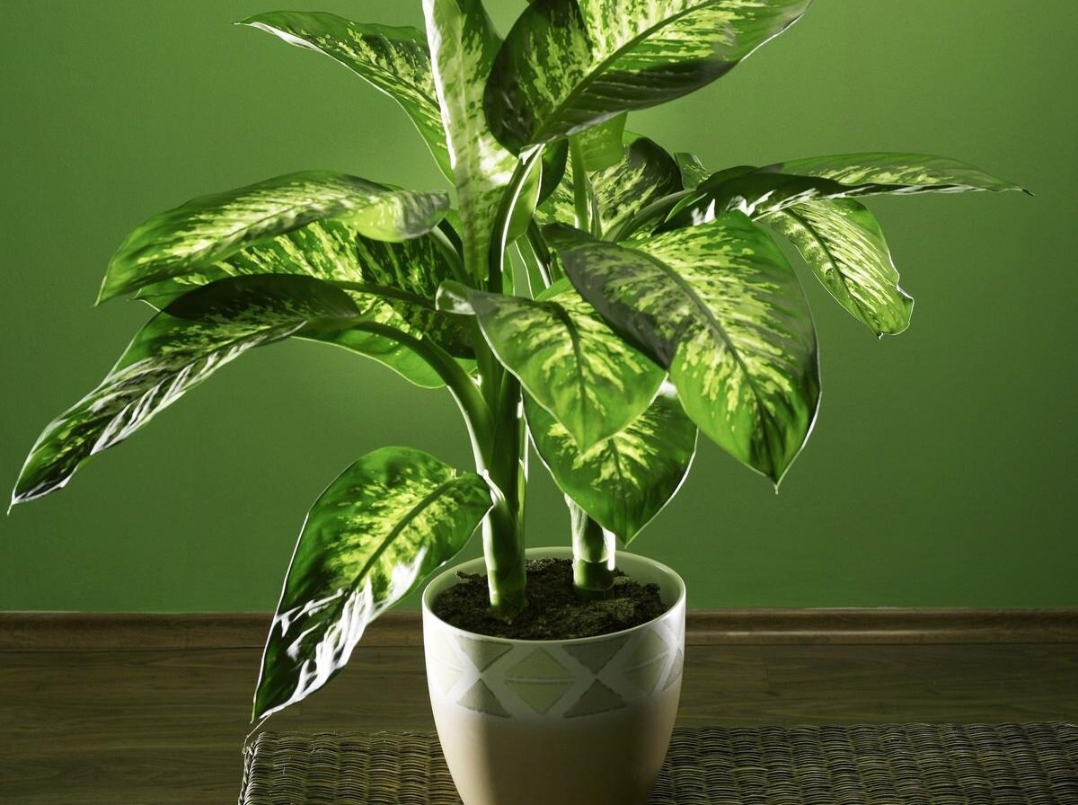 Прекрасная и опасная. Изображение из открытых источников.