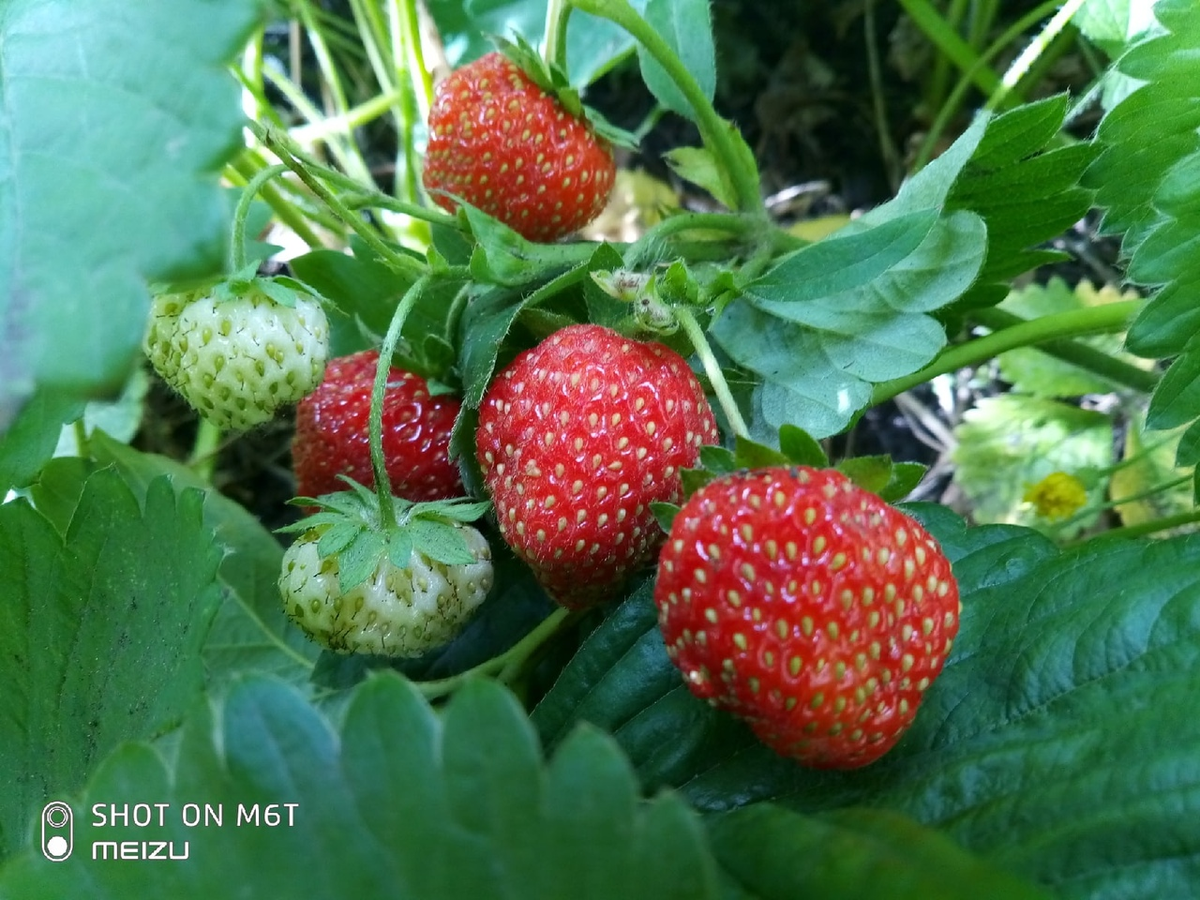 Автор - фото собственное