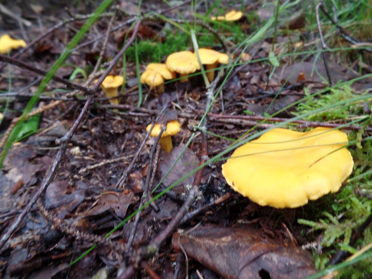 Лисички  (фото автора)