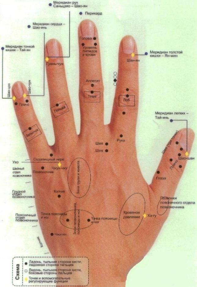 Ладонь схема