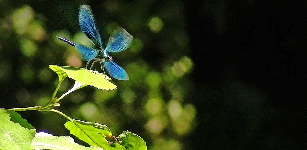 Стрекоза на ветке