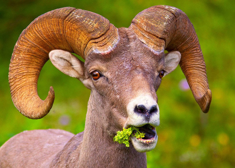 Изображение взято из просторов свободного доступа сети Интернет