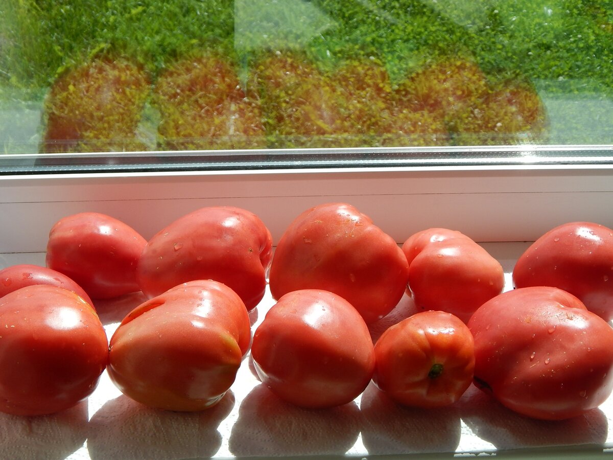томат сорт 100 пудов фото