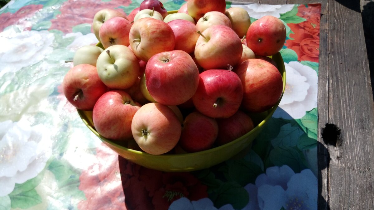 Ну очень малая часть урожая яблок местного сорта Суркура