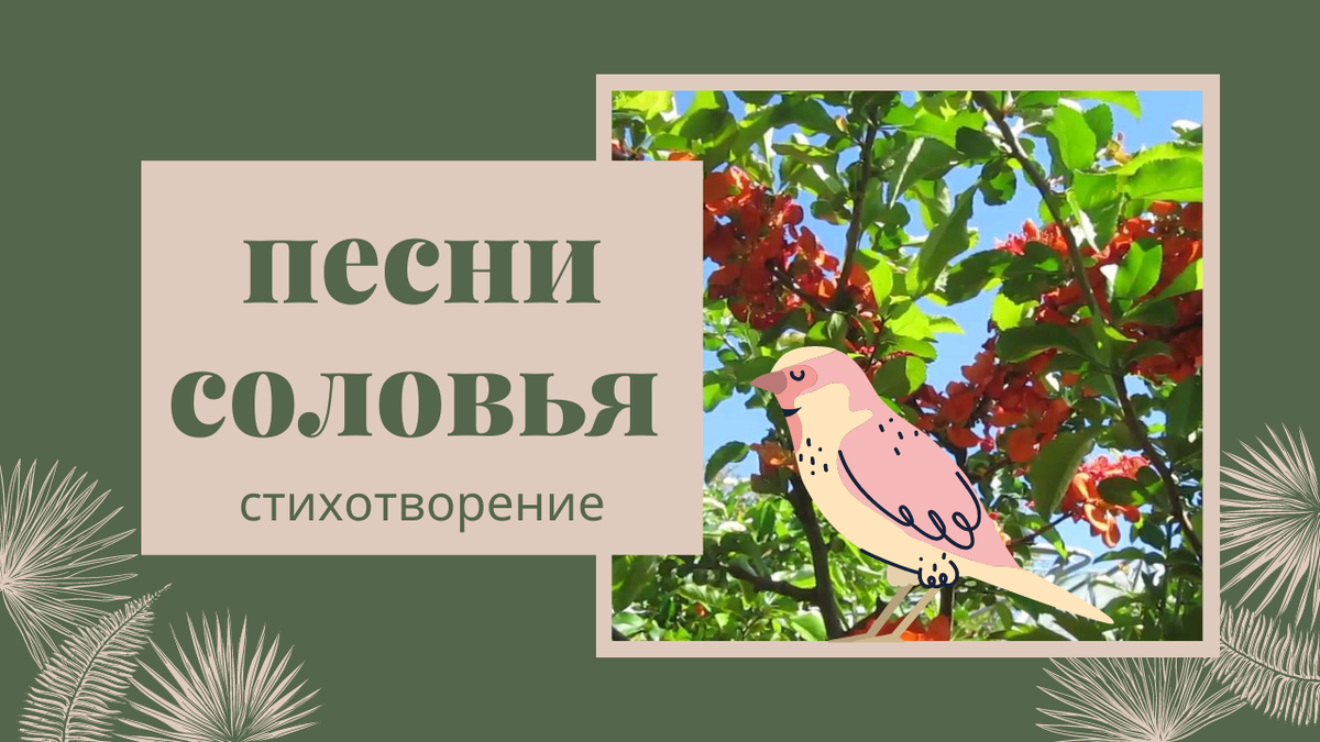 Песнь соловья хср. Песнь соловья стих. Стих песнь соловья Гамзатов. Стихотворение песня соловья. Песня соловья стих Гамзатова.