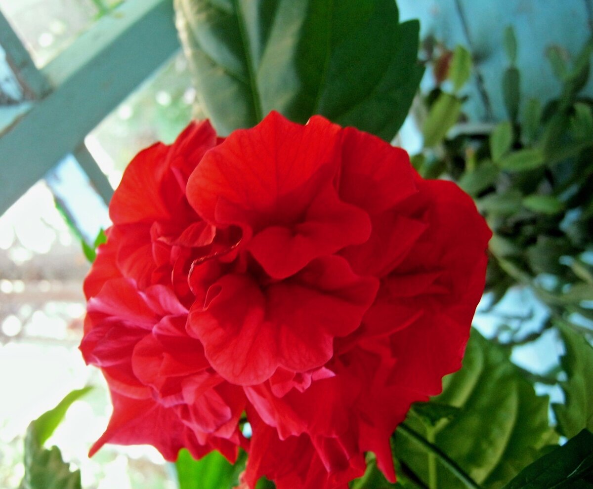 Этого красавца три года назад отщипнула у знакомых и укоренила