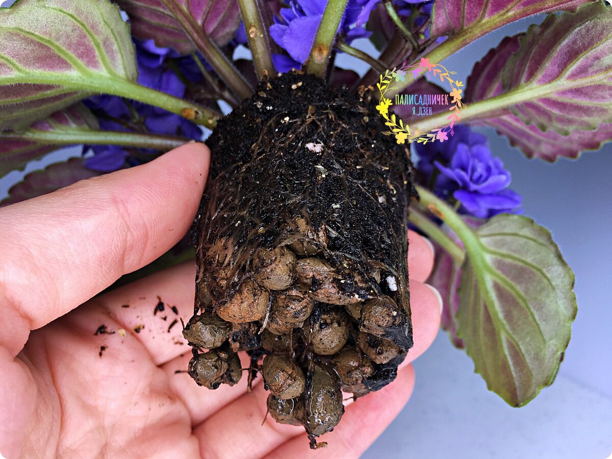 ...потому что ну зачем мне вот это всё? Пусть новое красивое отращивает! Да и субстрат, в котором растут покупные фиалки, это просто ужас-ужас обычно.