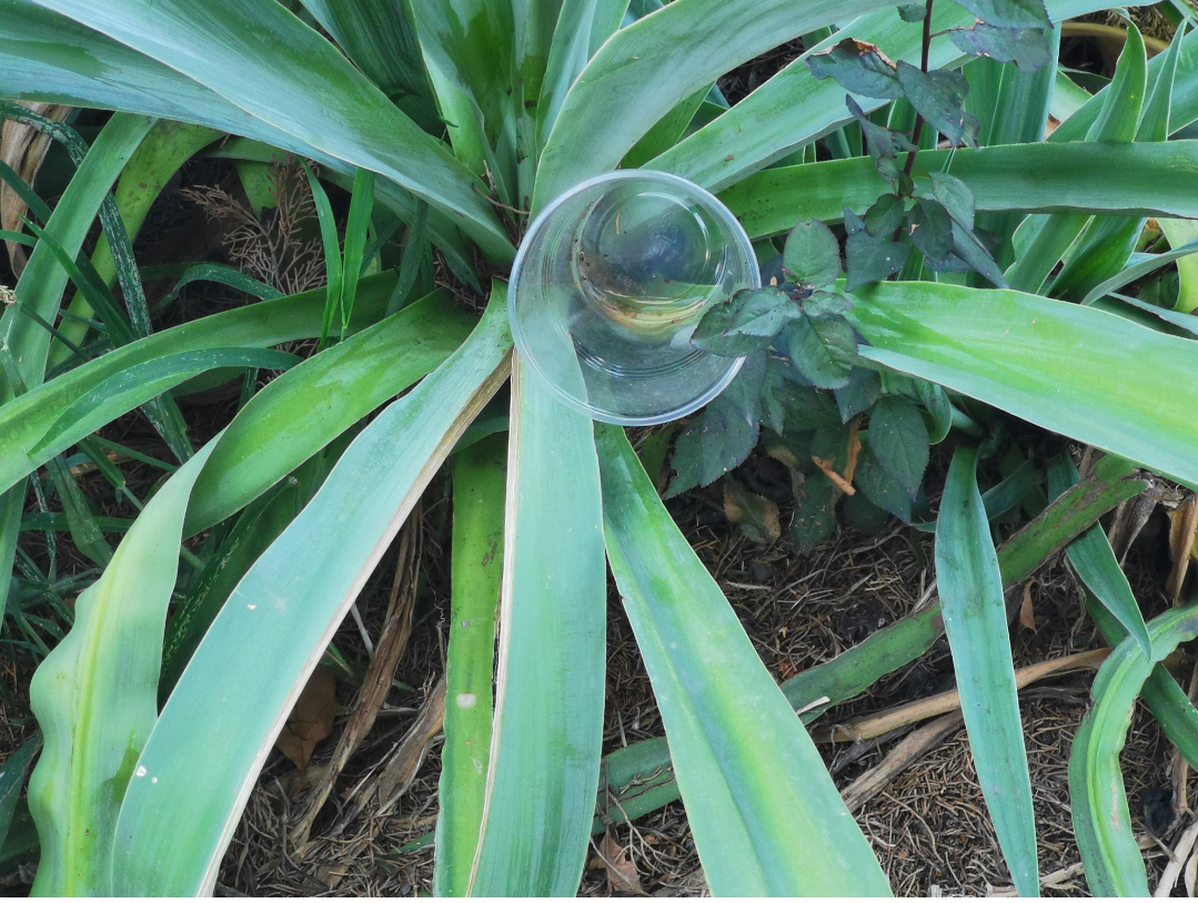 мусор в кустах