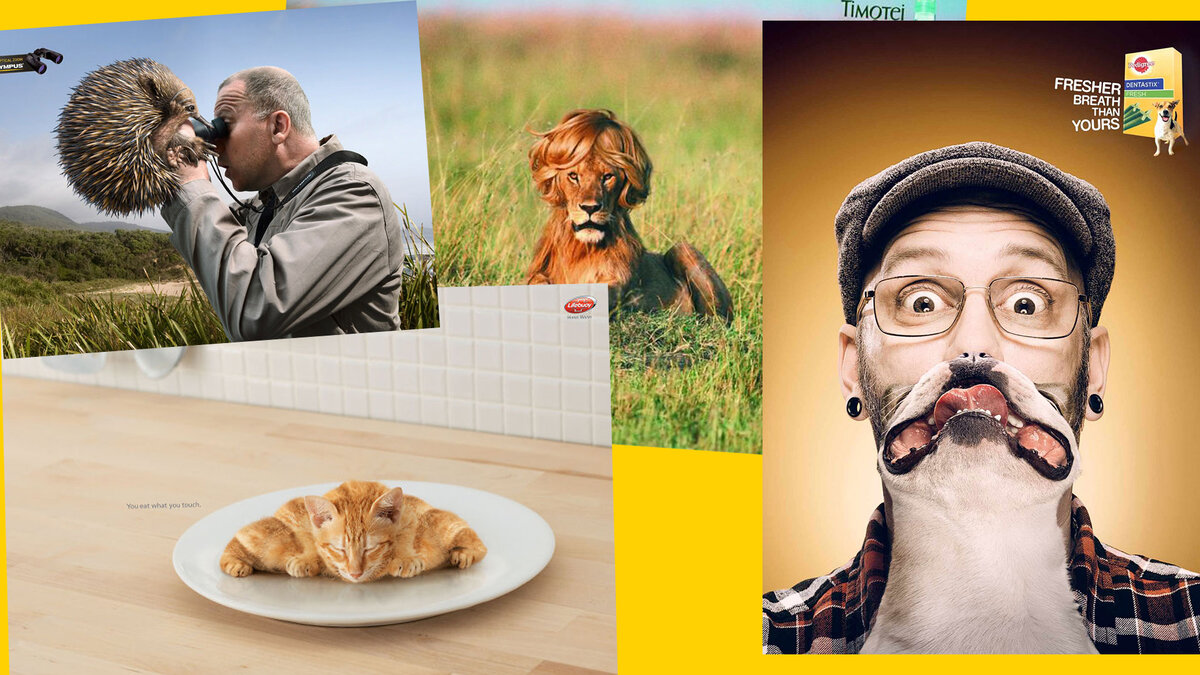 примеры фоторекламы с животными