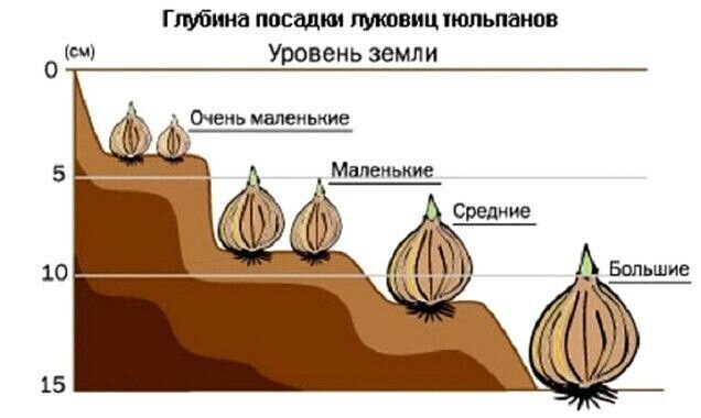 Схема посадки тюльпанов?