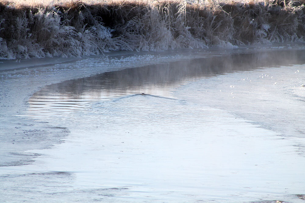 Плывет красавчик