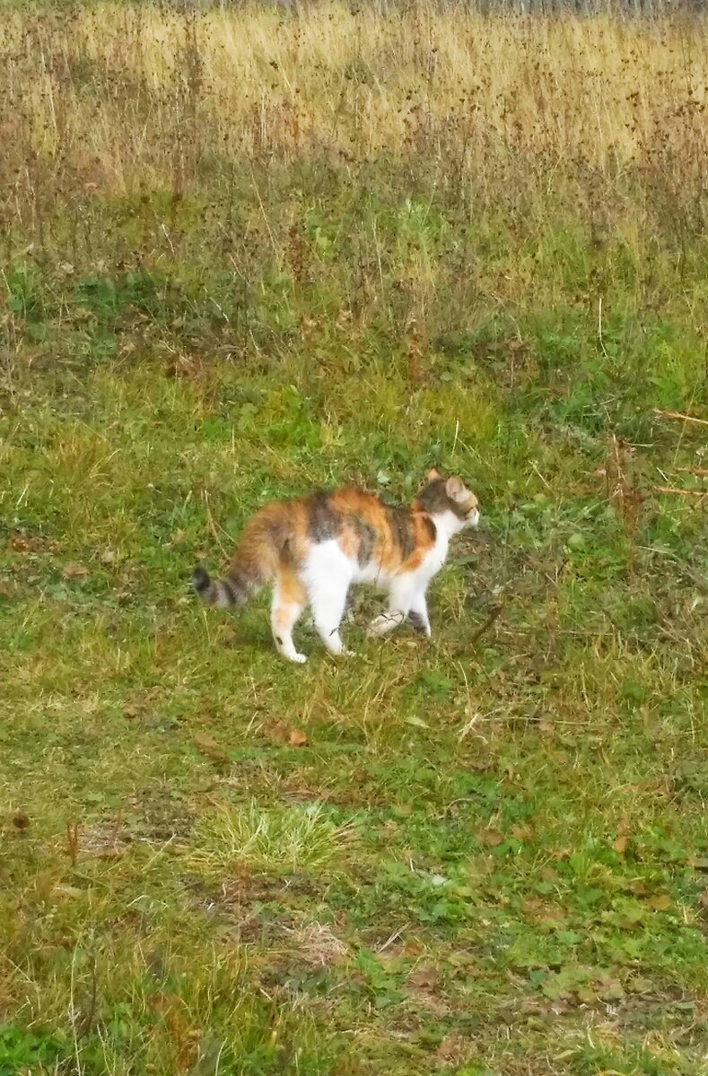 Юся встретилась с соседской собакой, церемониться не собирается