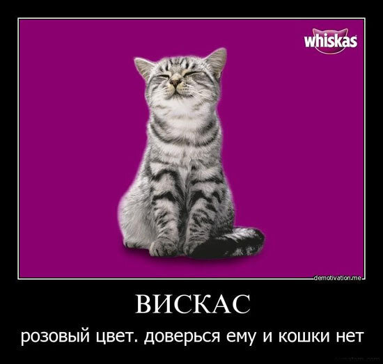 Оказывается есть еще люди, которые травят своих кошек, думая, что кормят