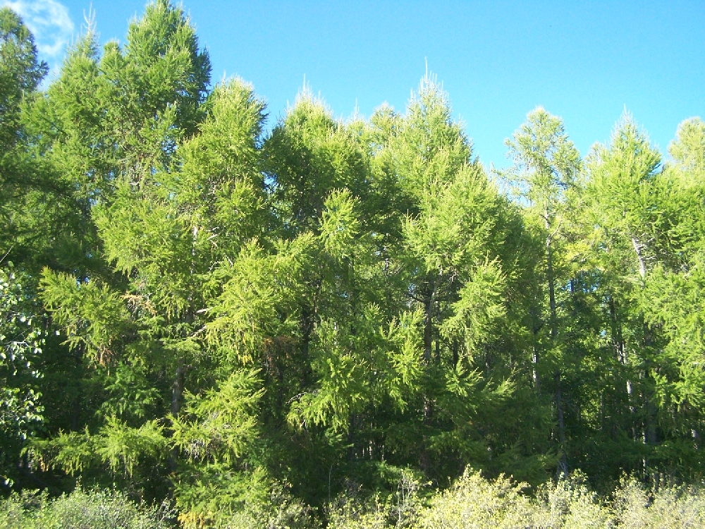 Хвойная 32. Лес карабулакские вершины. Лесопосадка фото. Базарно-Карабулакский лес фото. Опоры с двумя полосками дерево.