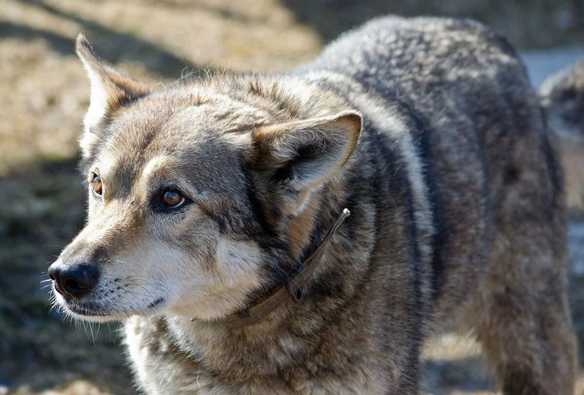 порода собак волкособ гибрид волка. порода собак волкособ. порода собак волкособ гибрид волка. волкособ русский вольфхунд. волкособ это.