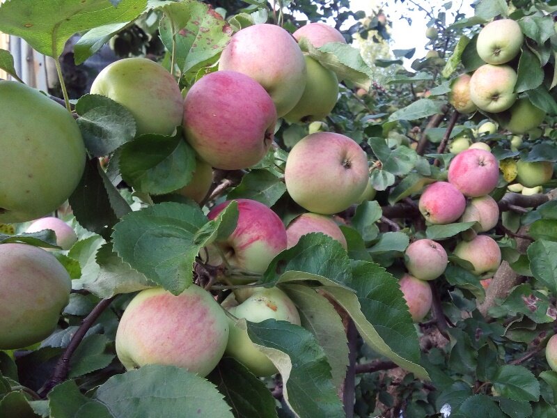 Влияет ли сорт яблок на скорость засушивания