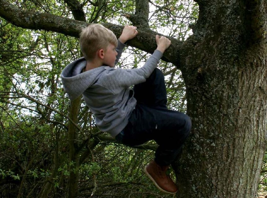 Забираться в чащу. Лазить по деревьям. Человек лезет на дерево. Дерево для детей. Мальчишка на дереве.