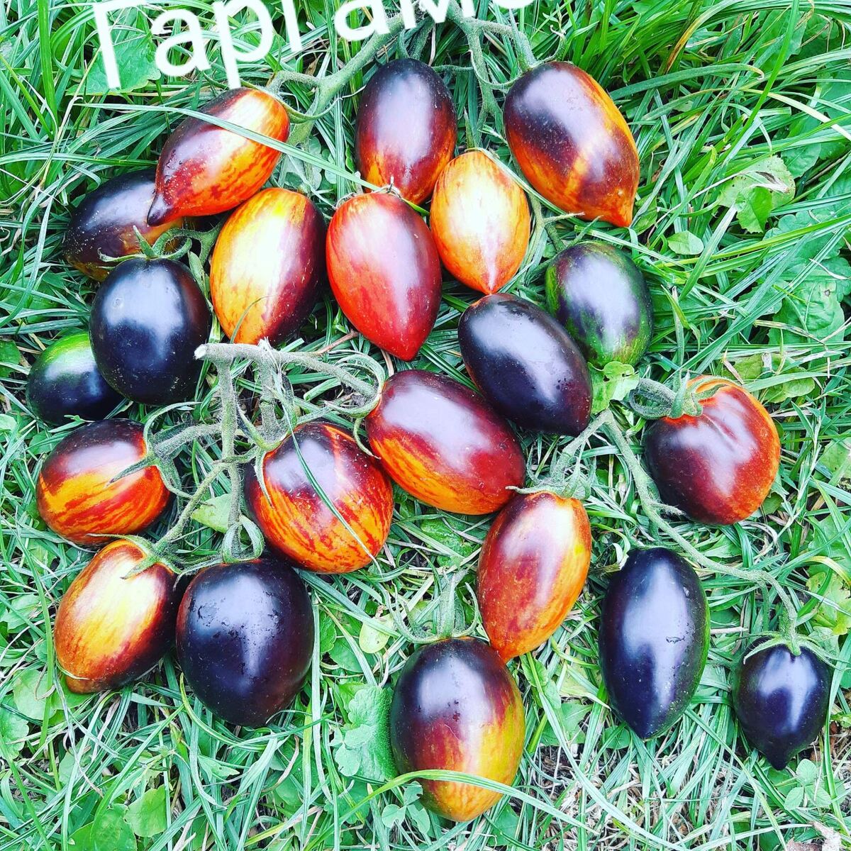 Вот они.Спелые Гаргамельки.