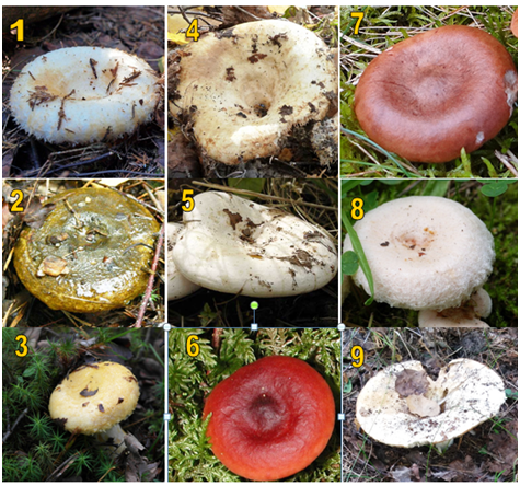 Фотография к тесту