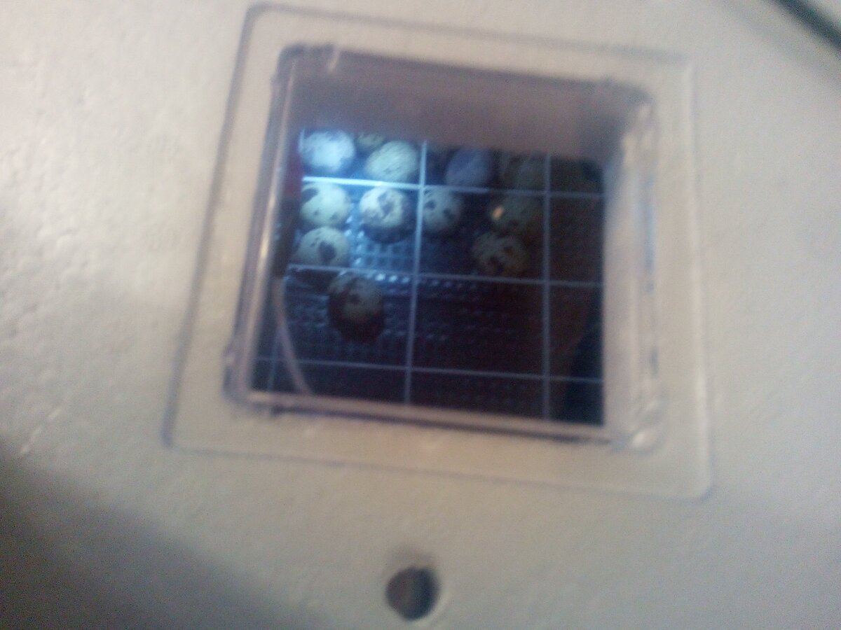 Яйца в инкубаторе