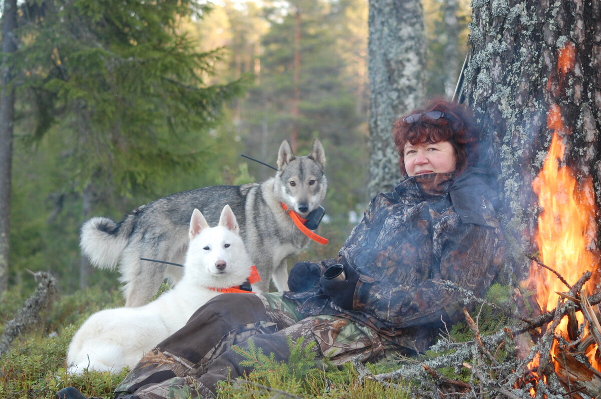 Якутские охотничьи лайки