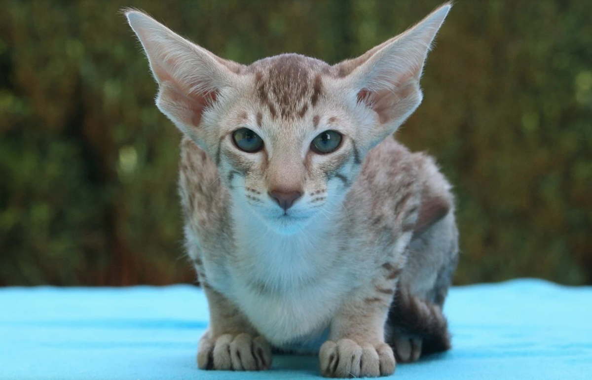 Показываем топ-4 кошек с самыми большими ушами!