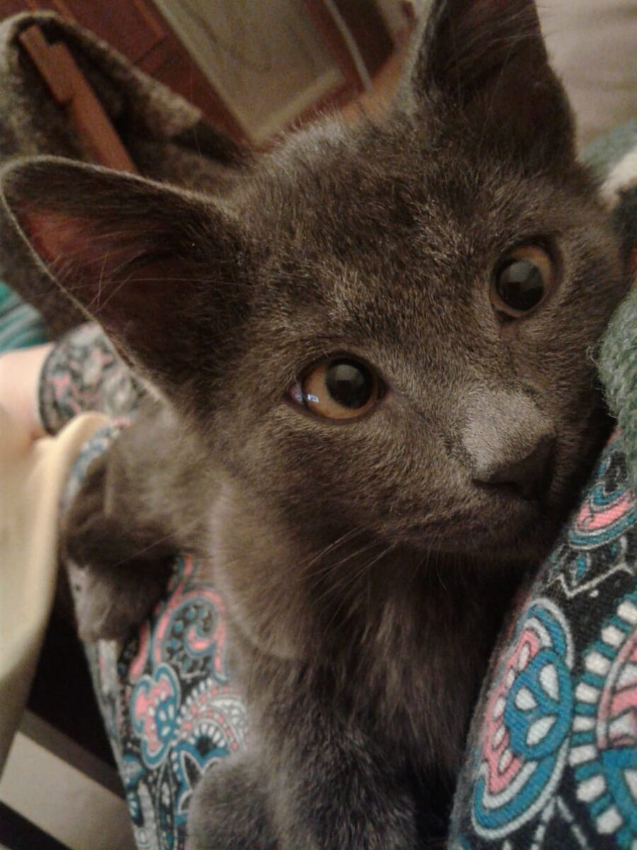 Дымок (ок.3 мес). Наш милый косоглазый малыш )))