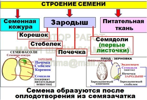 Генеративные органы семя плод