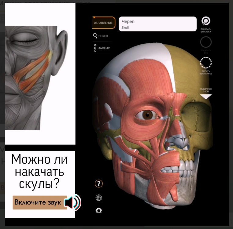 Скулы показаны на картинке, чтобы вы понимали, где они вообще находятся.