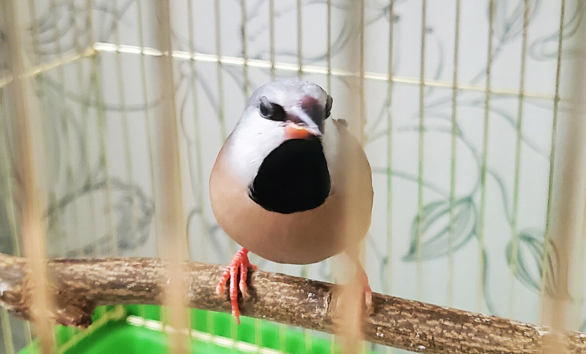 Вот такой вот наш красавчик. Конечно, трудно поймать фокус через клетку