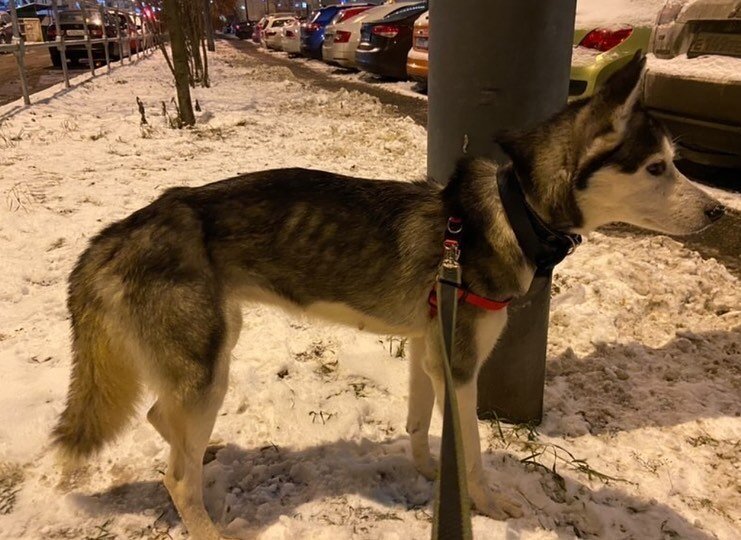 Собаки могут умирать от голода даже не на улице, а в стенах дома, куда их когда-то принесли. Фото: «Хаски Хэлп»