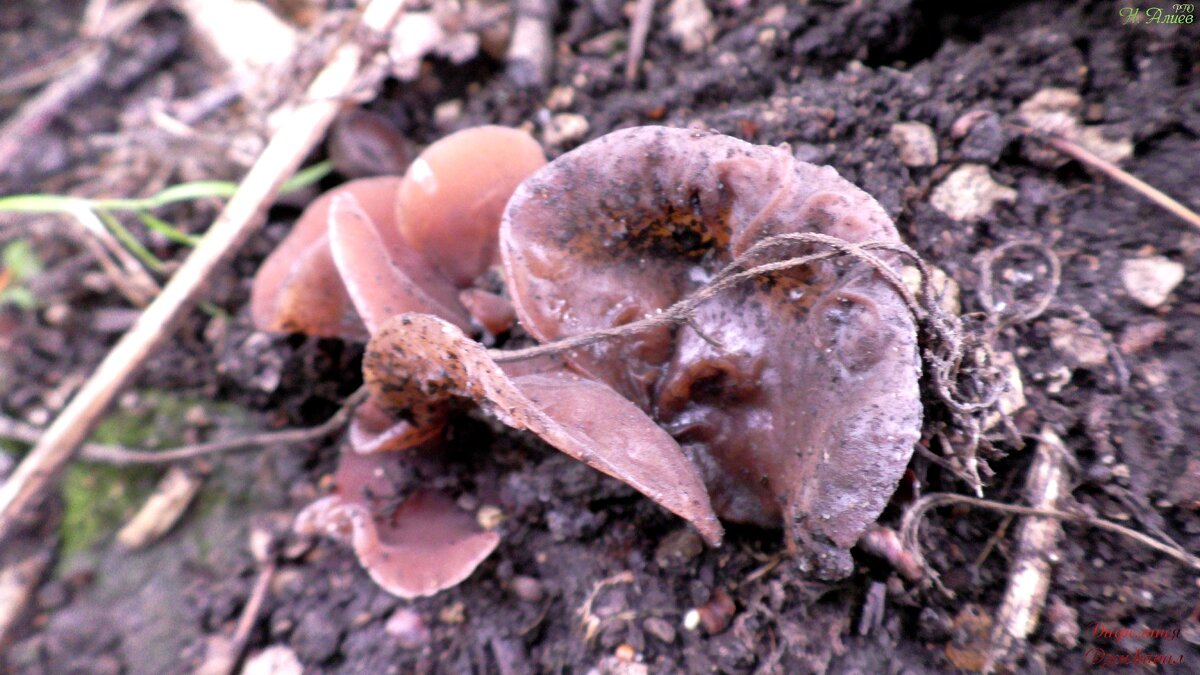 Гриб Аурикулярия уховидная