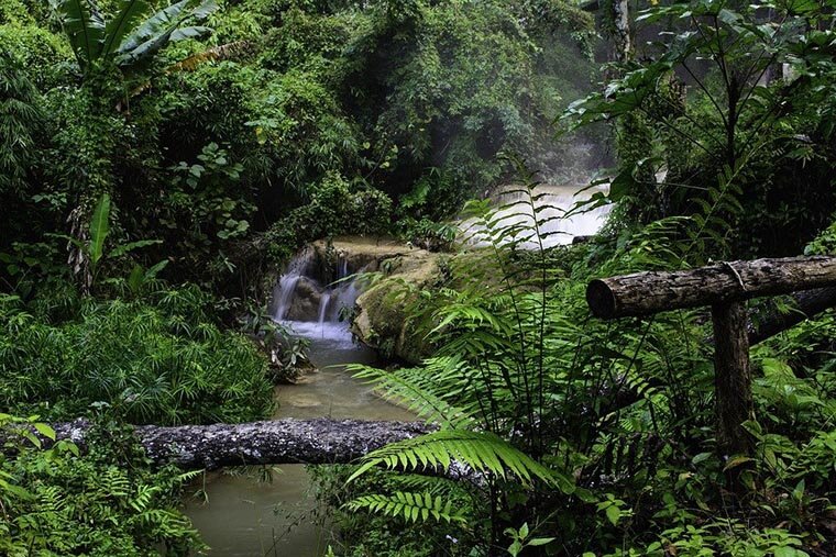 Подлесок в экваториальных лесах обычно можно увидеть только на более-менее открытых пространствах, например, на берегу речки