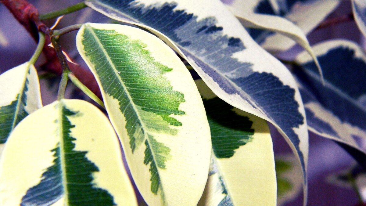 Так выглядит мой домашний фикус!