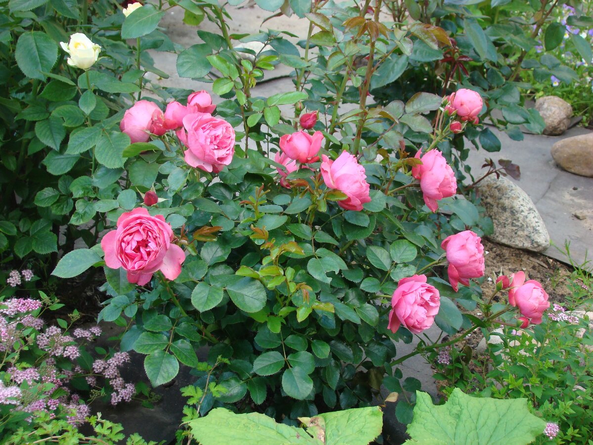 Роза Леонардо да Винчи.