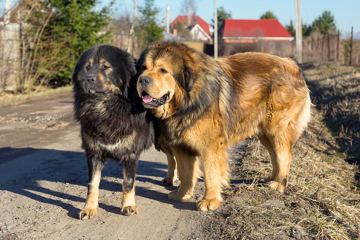 Кавказский мастиф фото с человеком