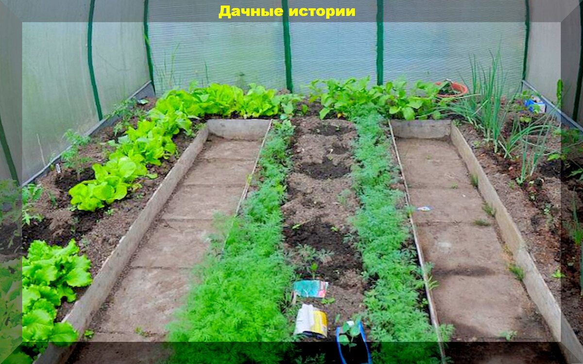 Какую зелень посадить в теплицу. Посадки в теплице из поликарбоната. Посадка в теплице. Какую зелень посадить в теплицу. Грядки в парнике.