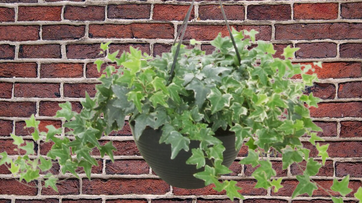 плющ - коллаж автора