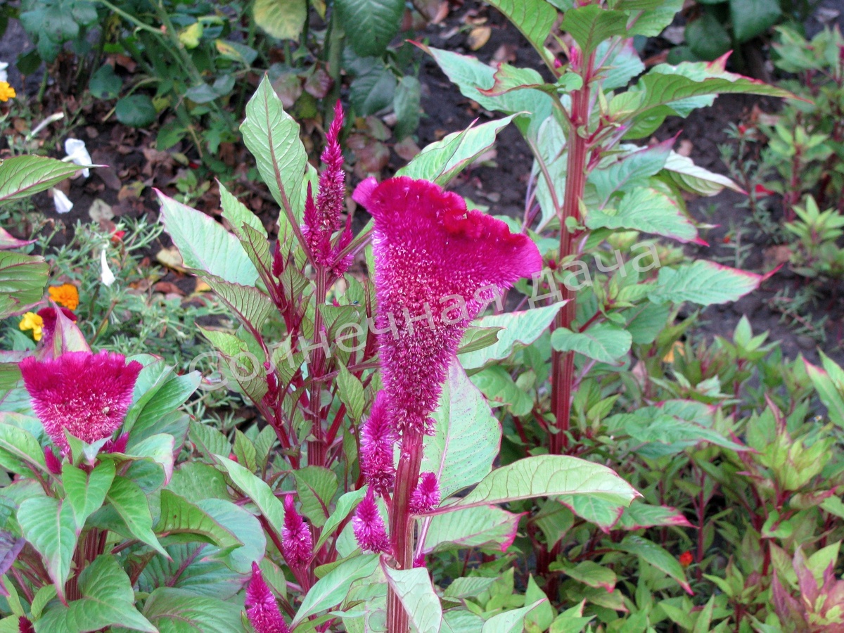 Целозия тольконачинает цветение: вся красота еще впереди! Фото автора