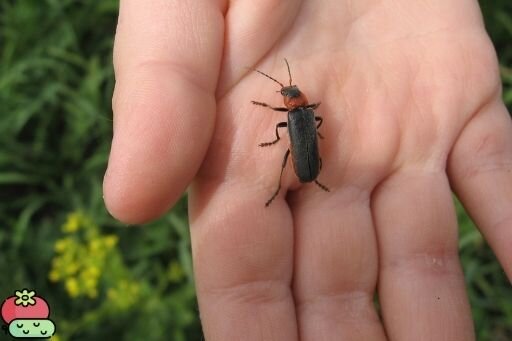 Жук пожарник. Фото взято из открытого доступа.