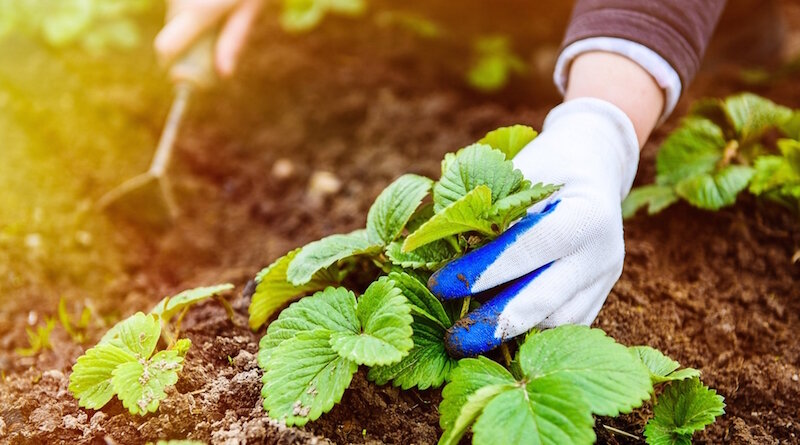 "Старые-добрые" органические удобрения, как привило, в результате оказываются лучше любых химических новинок. (Фото используется по стандартной лицензии ©hozvopros.com)