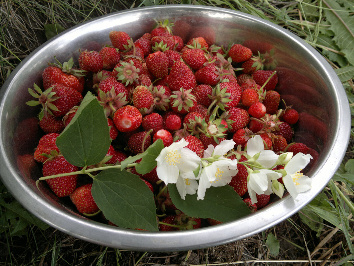 Личный архив автора. Лето, ягоды, релакс.