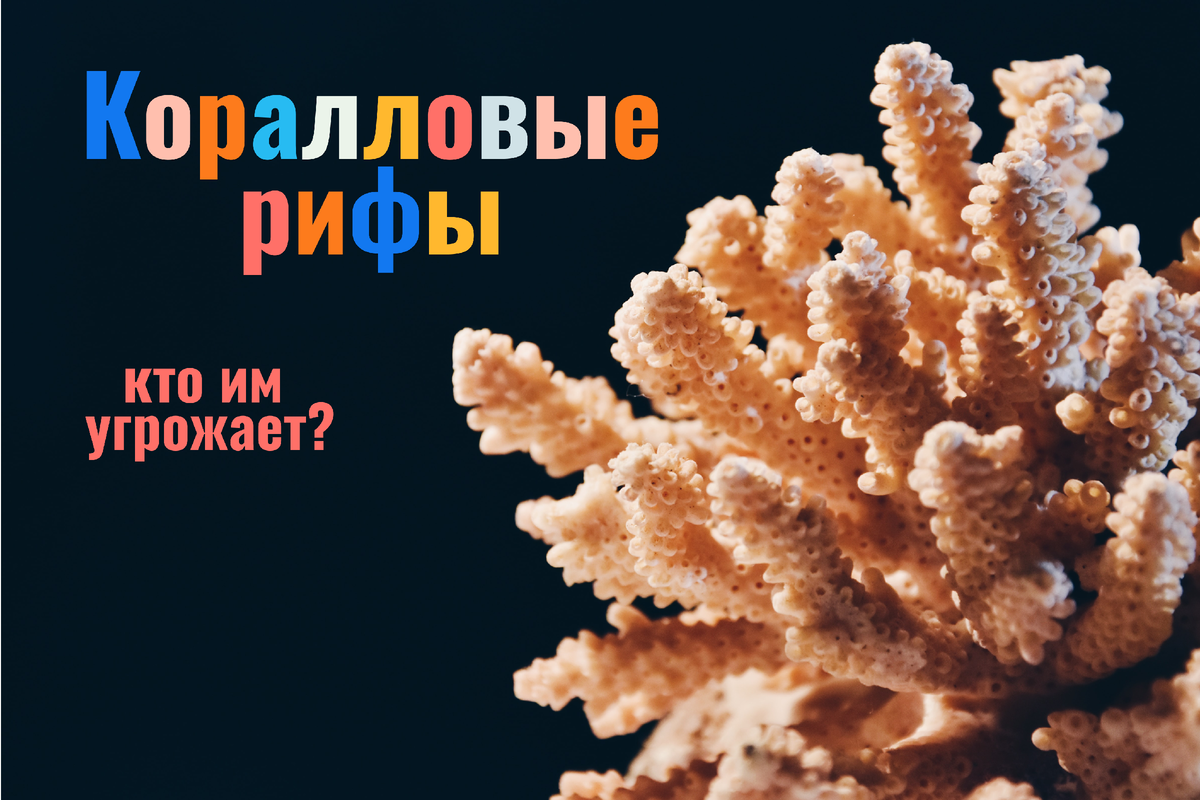 Выцветание, закисление океанов, и, конечно, антропогенное влияние выступают основными причинами гибели рифов.