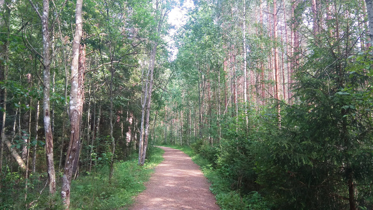 Лесная дорога около километра от парковки к болотам. Потом она закончится и превратится в живописные мостки.