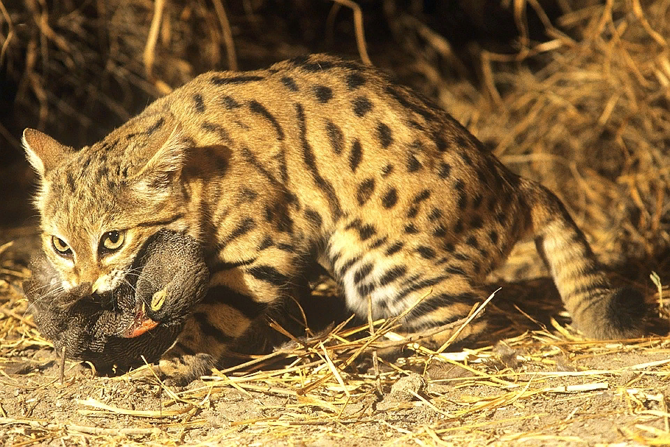 из открытых источников.