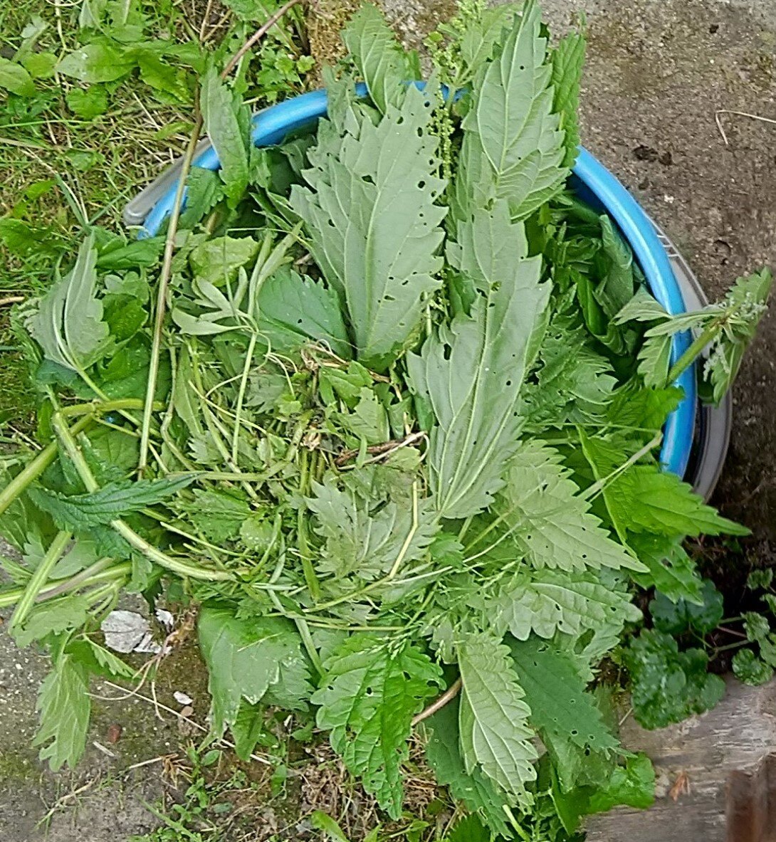 Опытный садовод, пропалывая грядки, крапиву откладывает в отдельное ведро! Я теперь тоже так делаю.