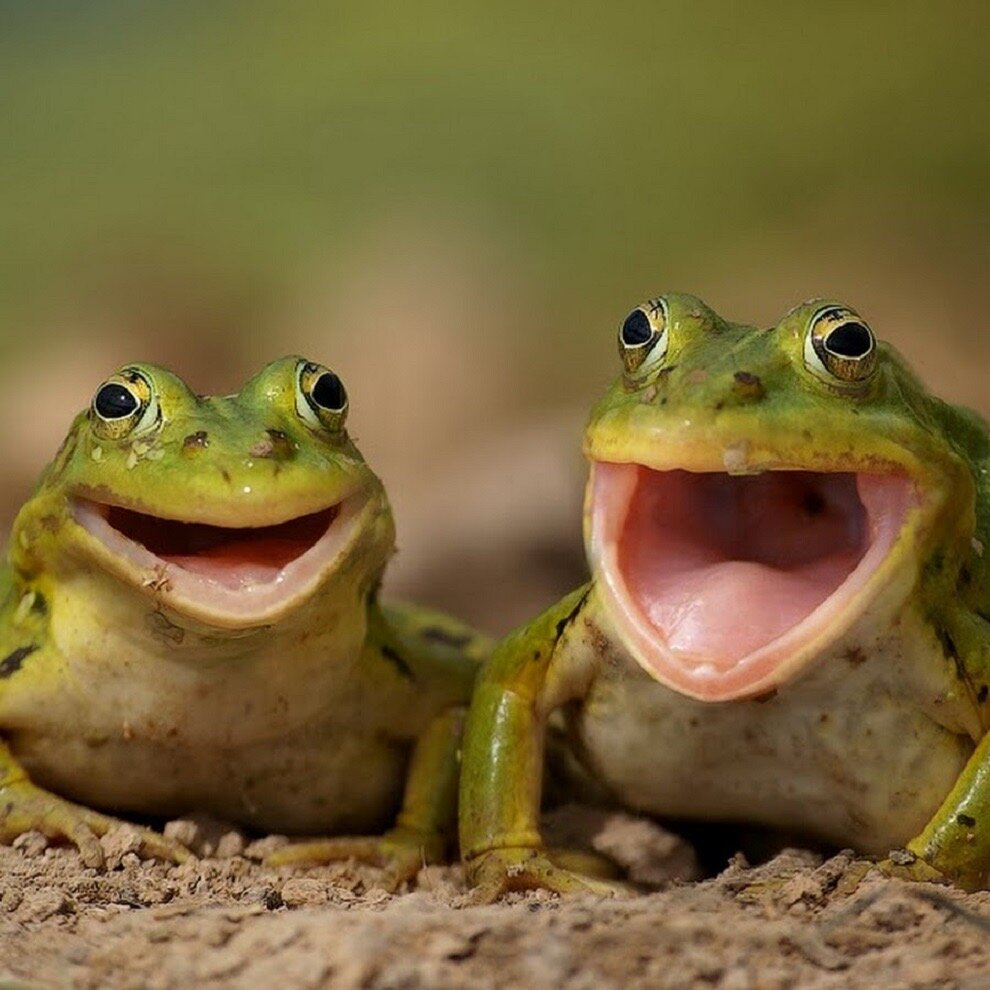 Смешное фото лягушки
