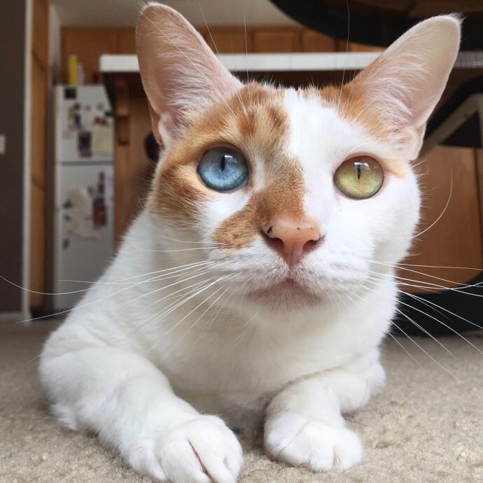 Кошка лежит